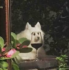 Account Suspended Animal Memes Cute Animals Animals