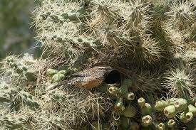 Emerald drnew braunfels 544 метра. Cactus Wren Wikiwand