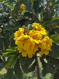 Image result for Markhamia lutea