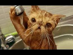 Super Hard Try Not To Laugh Challenge Funny Animal Compilation Youtube Crazy Cats Cats Funny Animals