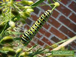 Check spelling or type a new query. Black Swallowtail Butterfly Life Cycle Size Identification Photographs Of Swallowtail Eggs And Chrysalis