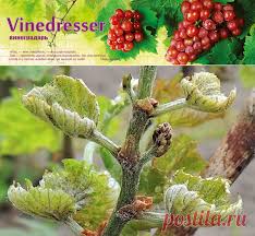 Image result for Calepitrimerus vitis