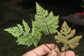 Image result for Doryopteris concolor