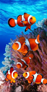 Coral Reef Nemo Endangered 100 Cotton Beach Towel Egzotik Baliklar Sualti Fotograflari Hayvanlar