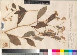 Image result for Bothriocline