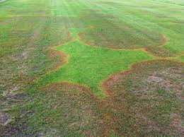 It can really spread in regions or areas where the turf stays moist and damp from higher humidity. My Zoysiagrass Lawn Was Beautiful Now What Should I Do Missouri Environment And Garden News Article Integrated Pest Management University Of Missouri