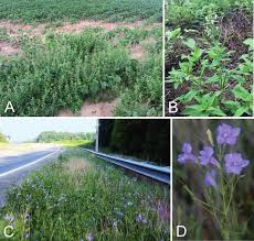 Image result for Cleome monophylla