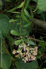 Image result for Pluchea dioscoridis
