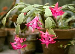 Water when the top 2cm of compost is dry. 50 Popular Types Of Succulents With Pictures Keeping Succulents