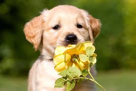 Looking for the best puppies and flowers wallpapers? Hd Wallpaper Golden Retriever Puppy Petals Flower Dog Pets Cute Animal Wallpaper Flare