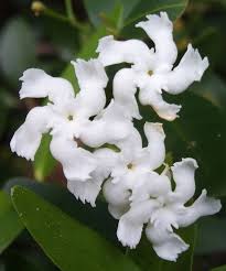 Image result for Landolphia buchananii