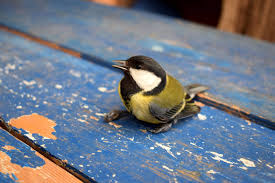 Den schiffer im kleinen schiffe ergreift es mit wildem weh; Wenn Ein Vogel Immer Wieder Gegen Eine Scheibe Fliegt Gartenbob De Der Garten Ratgeber