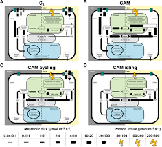 Dowling college was a private college on long island, new york. Metabolic Modelling Of Cam Cycling Cam Idling And The C3 Cam Continuum Biorxiv