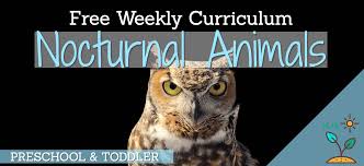 Mouse is a primarily nocturnal animal. Nocturnal Animals Theme