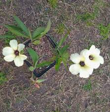 Image result for Pavetta pygmaea