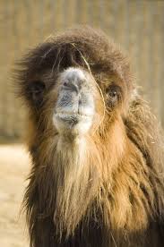 Then, humans came along and started breeding. Camel Hair