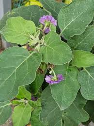 Image result for Solanum campylacanthum 'incanum type'