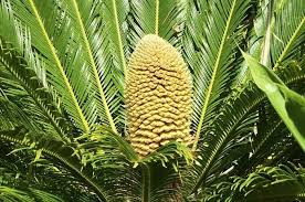 Jenis flora fauna di negara inggris. Tumbuhan Tropis Prasejarah Tumbuh Di Inggris Apakah Ini Hal Baik Atau Justru Buruk Semua Halaman Bobo