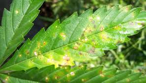 We did not find results for: Leaf Septoria An In Depth Guide To Yellow Spots On Cannabis Leaves Herbies