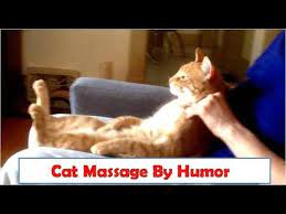 Cat Get Massage From His Owner Cat Feel Sleepy By Massag Cats And Ki Cat Massage Massage Funny Cats