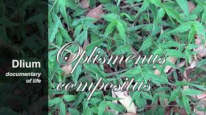 Image result for Oplismenus compositus