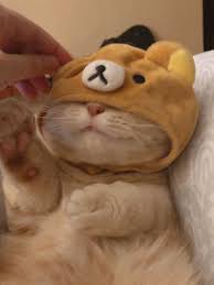 K A T I E In 2020 Cute Baby Cats Cute Cat Wallpaper Cute Baby Animals