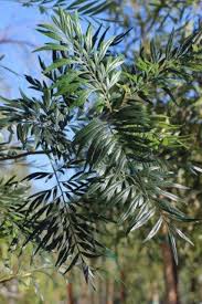 Image result for Grevillea robusta