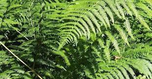 Resultado de imagen de grandes jardines de helechos y plantas verdes