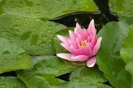 The hardy water lilies are grown in the and their. How To Grow Waterlilies Rhs Gardening