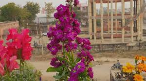 If you have this flower in your garden, then you know how beautiful and special it is. Care Of Stock Plant Beautiful Winter Flower How To Grow And Care Stock Plant Youtube