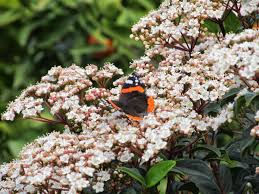 Kartopu Cicekleri Viburnum Cicek Calilar Bitki
