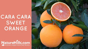 Check spelling or type a new query. Cara Cara Sweet Orange Naturehills Com Youtube