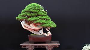 Browse 28,105 bonsai tree stock photos and images available, or search for bonsai tree white background or bonsai tree vector to find more great stock photos and pictures. The Most Beautiful Bonsai Trees Youtube