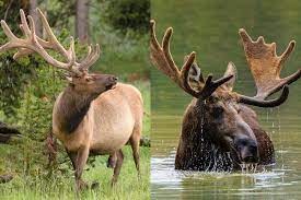 There are more moose in sweden per square kilometer than any other country in the world. Moose Vs Elk The Important Facts What Tastes Better And Which To Hunt This Season