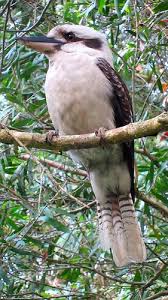 Bird That Sounds Like A Monkey Australia Kookaburra Australian Native Birds Birds Of Australia Pretty Birds