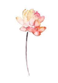 The photo of the yellow lotus showed up in our free. Lotus Flower Coral Watercolor Painting Colorful Lotus Art Print Set Painting By Joanna Szmerdt