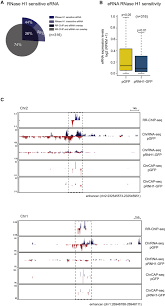 R Loops Promote Antisense Transcription Across The Mammalian