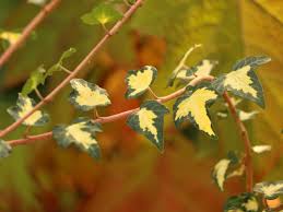 Wall ivy plants leinwandbild höchster qualität photowall. Gold Efeu Gelbbunter Efeu Goldheart Hedera Helix Goldheart Baumschule Horstmann