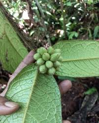 Image result for Monimiaceae