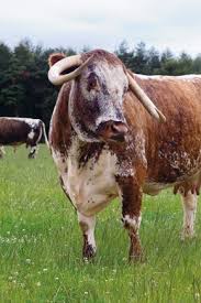 English Longhorn Cattle Keciler Boga