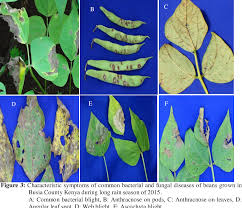Check spelling or type a new query. Effect Of Intercropping And Legume Diversification On Intensity Of Fungal And Bacterial Diseases Of Common Bean Semantic Scholar