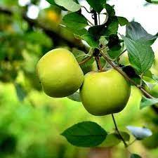 Maybe you would like to learn more about one of these? Fruit Trees Organic Gardening Catalogue