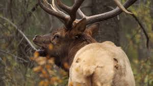 Elk Facts Elk Network