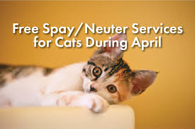 Please be aware proceeding with the spay fcsnp alters cats receiving an eartip and administers their rabies vaccination for free; Free Spay Neuter Services For Cats During April Empowerla