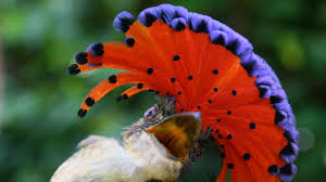 You can pm and/or email me at gabrielmcfly20@gmail.com and i will. 15 Birds With Fancy Feathered Noggins Mental Floss