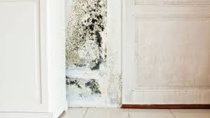 Maybe you would like to learn more about one of these? How To Test For Black Mold This Old House