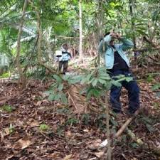 Dokumentasi program mgb flip ebook pages 1 (apr 23, 2021) majlis guru besar. Pdf Utm High Impact Research Royal Belum Temengor Forest Complex Gerik Perak A Compilation Of Scientific Expedition Activities In 2013 2015