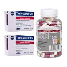2.wann und wie oft muss ich creatin einnehmen ? 2x Testosterol 250 Testosteron Booster Libido Kaufland De