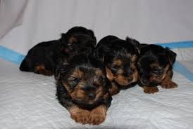 If you're interested in a micro or teacup puppy, please email us!!! Free Download Yorkie Puppies Wallpaper Teacup Yorkie Puppies For Sale 1280x857 For Your Desktop Mobile Tablet Explore 47 Teacup Yorkie Wallpaper Yorkshire Terrier Wallpaper Teacup Puppies Wallpaper Free Yorkie