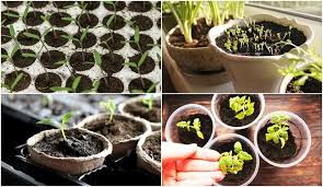 We did not find results for: 10 Best Tips Tricks For Starting Seeds Indoors